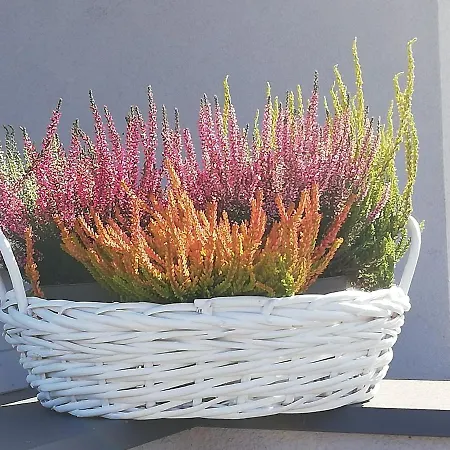 Siedlisko Czapla Kolo Przy Suntago - Caloroczny Murowany Ogrzewany דירה Grabce-Towarzystwo