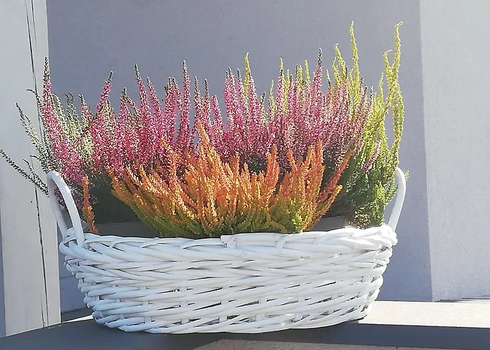 Siedlisko Czapla Kolo Przy Suntago - Caloroczny Murowany Ogrzewany Apartman Grabce-Towarzystwo